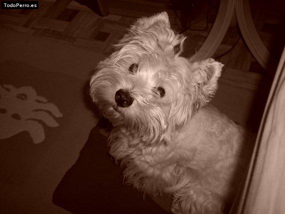 La foto del perro