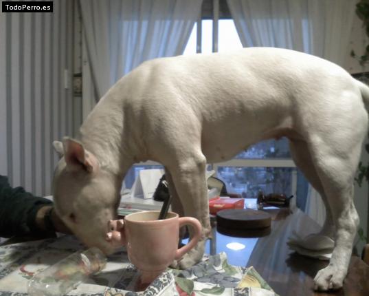 La foto del perro