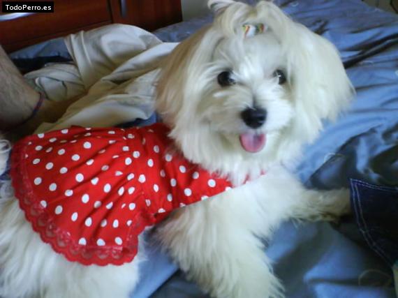 La foto del perro