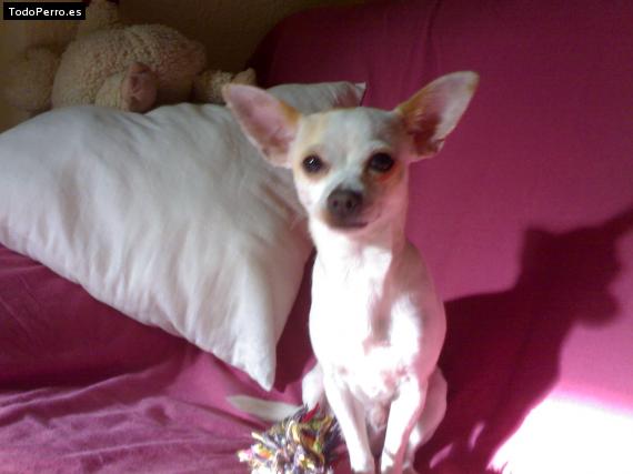 La foto del perro
