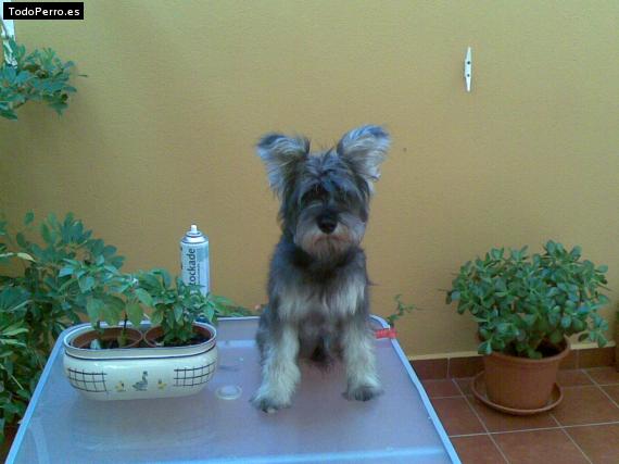 La foto del perro