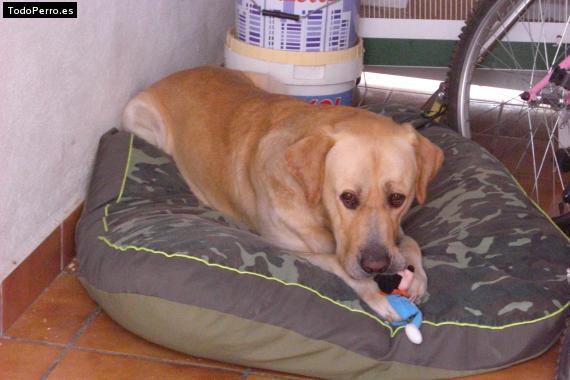 La foto del perro