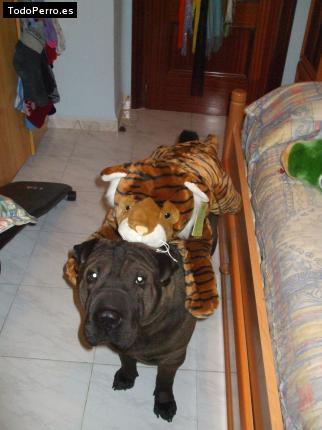 La foto del perro