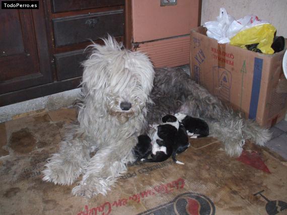 La foto del perro