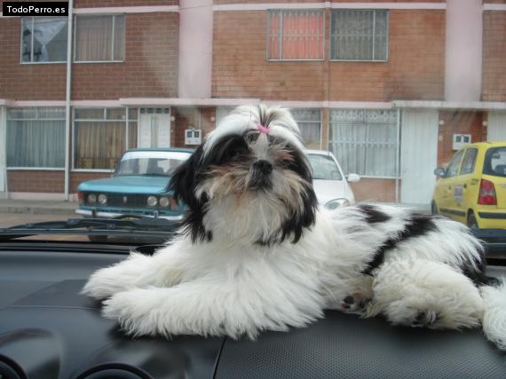 La foto del perro