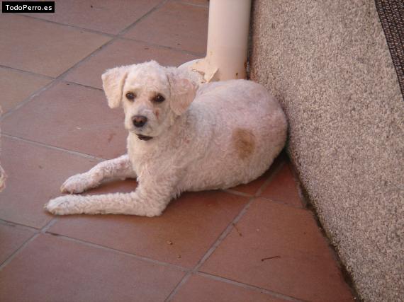 La foto del perro
