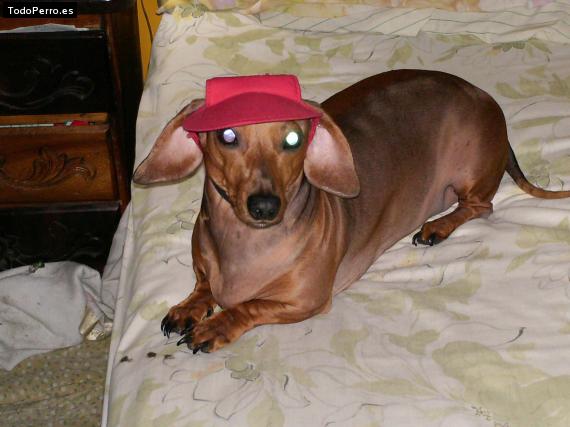 La foto del perro