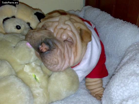 La foto del perro