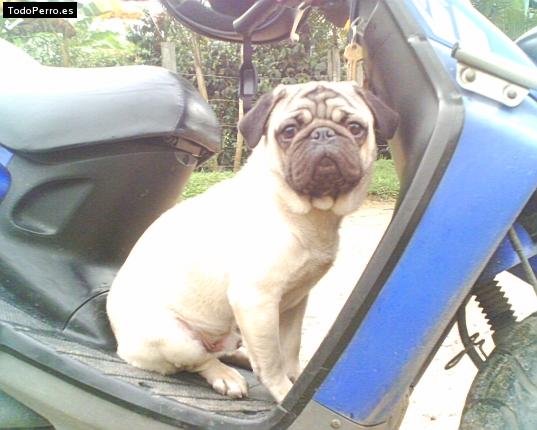 La foto del perro