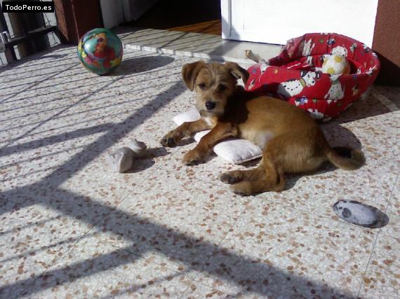 La foto del perro