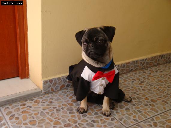 La foto del perro