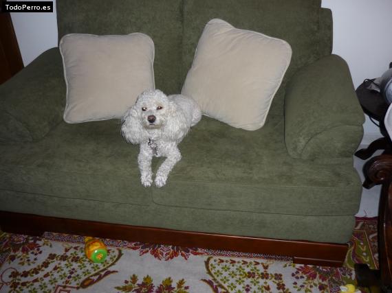 La foto del perro