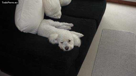 La foto del perro