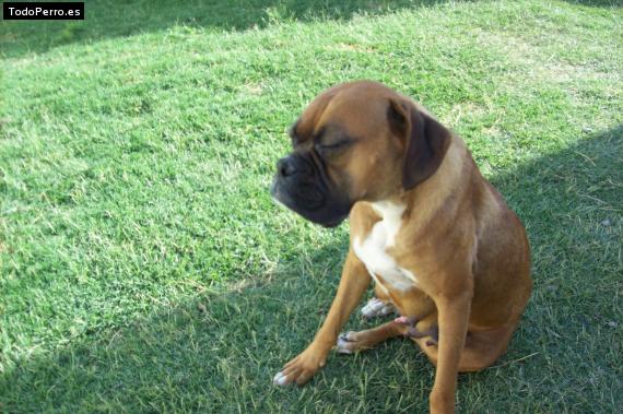 La foto del perro