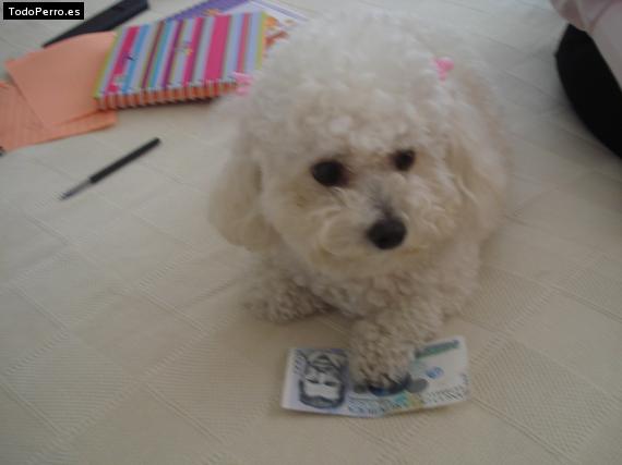 La foto del perro