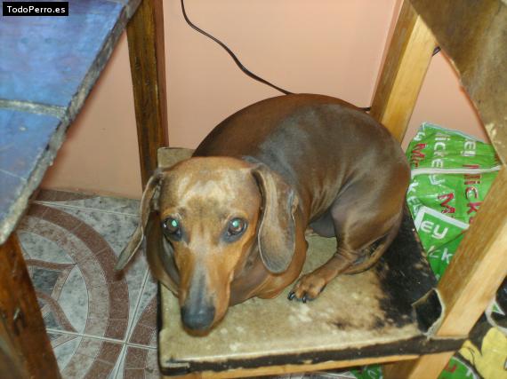 La foto del perro