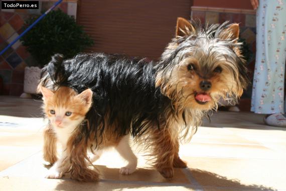 La foto del perro