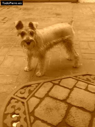 La foto del perro
