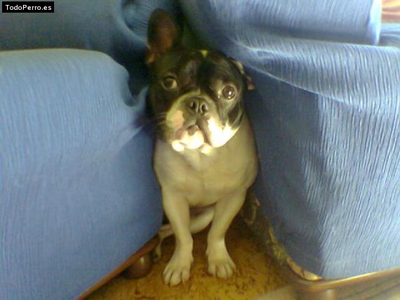 La foto del perro