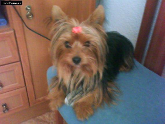 La foto del perro