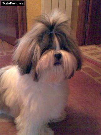 La foto del perro