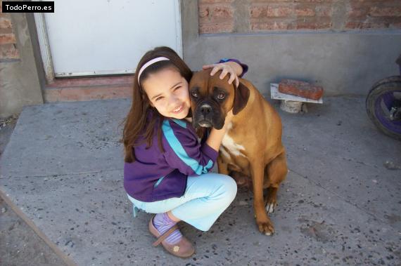 La foto del perro