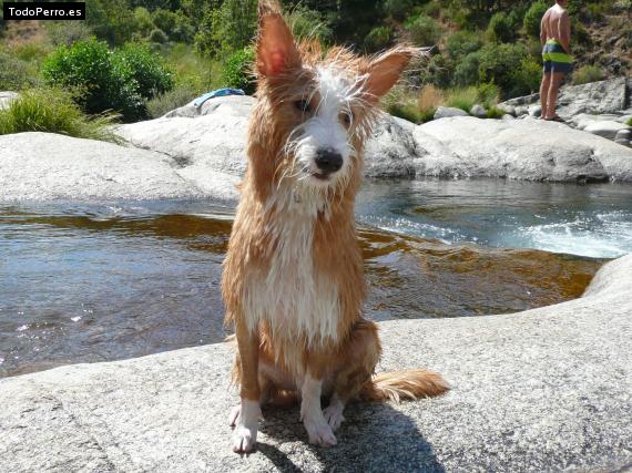 La foto del perro