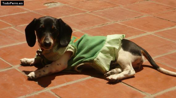 La foto del perro