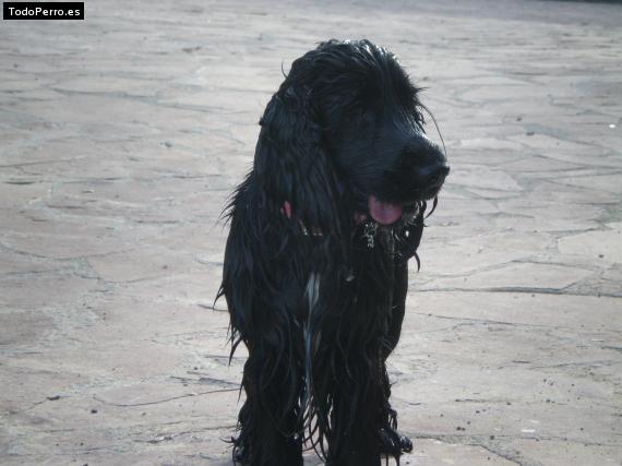 La foto del perro