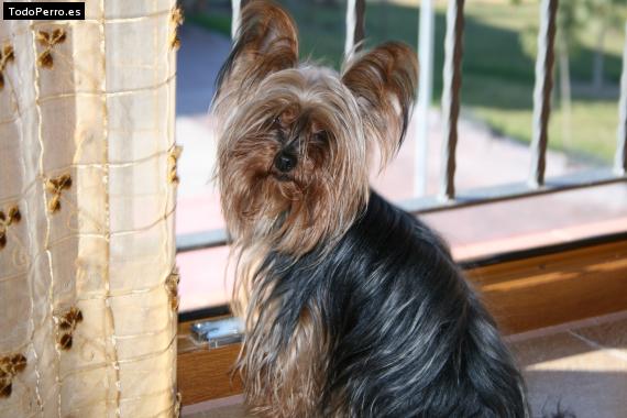 La foto del perro
