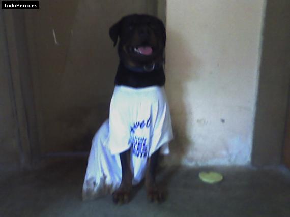 La foto del perro