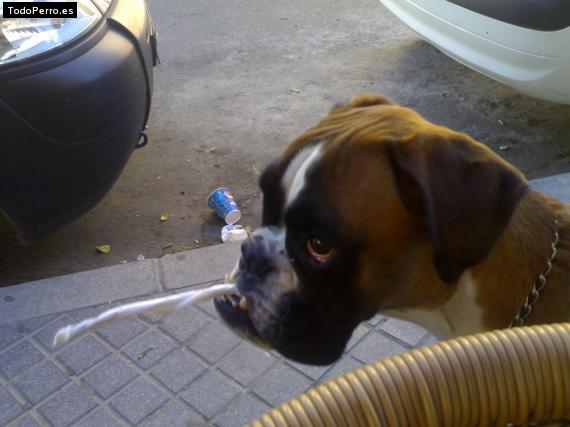 La foto del perro