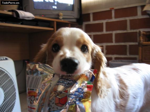 La foto del perro