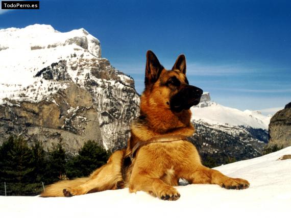 La foto del perro