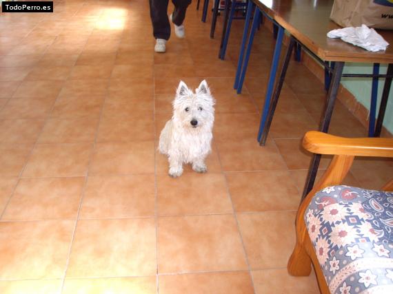 La foto del perro