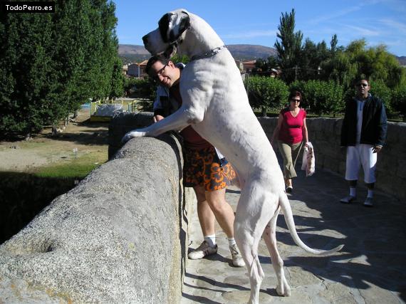 La foto del perro