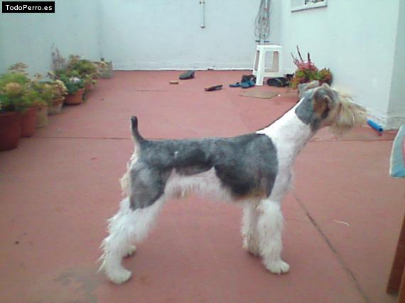La foto del perro