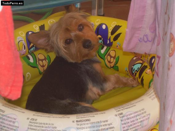 La foto del perro