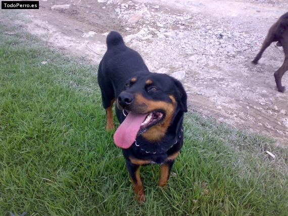 La foto del perro