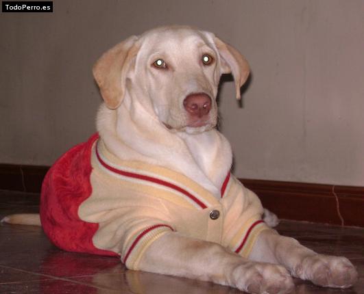 La foto del perro