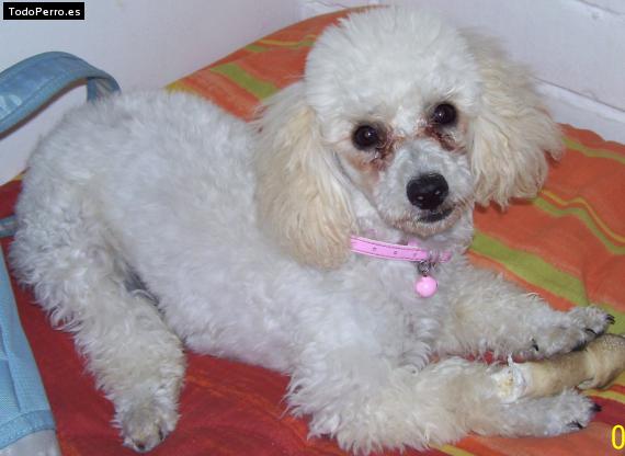 La foto del perro