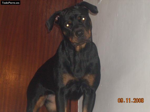 La foto del perro