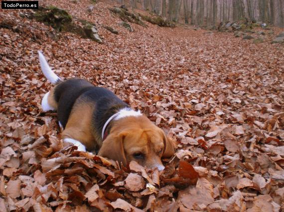 La foto del perro