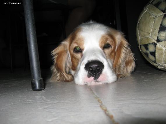 La foto del perro