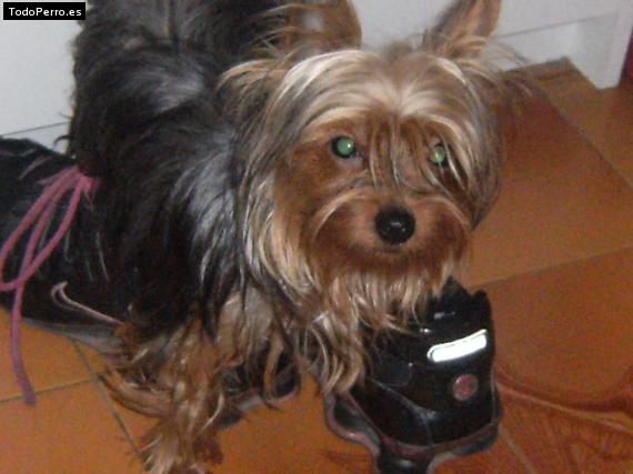 La foto del perro