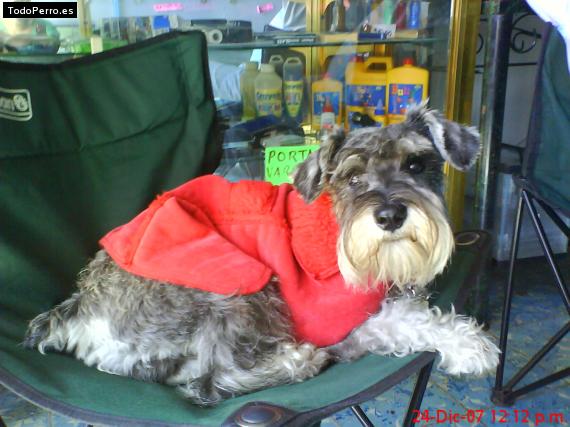 Foto del perro Kamilo