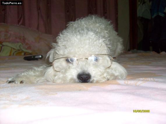 La foto del perro