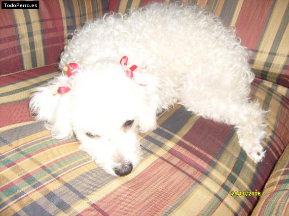 La foto del perro