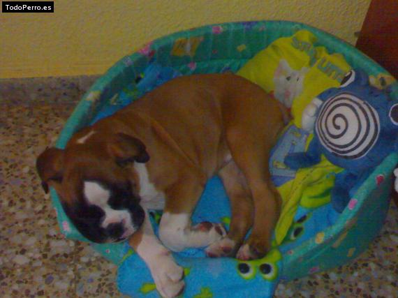 La foto del perro