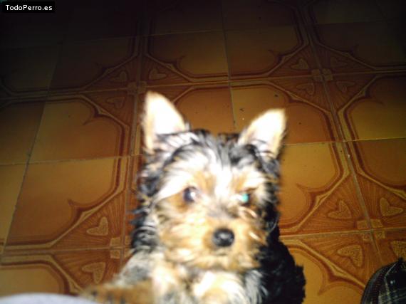 La foto del perro